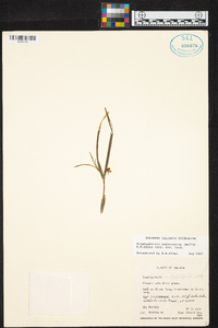 Scaphyglottis boliviensis image