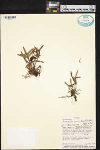 Scaphyglottis graminifolia image