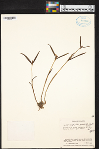 Scaphyglottis graminifolia image