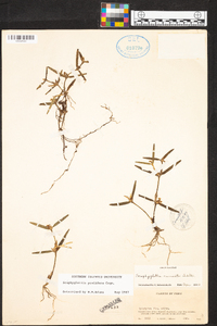 Scaphyglottis prolifera image