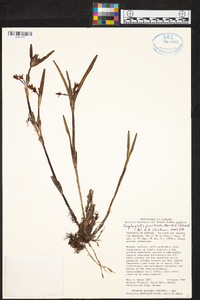 Scaphyglottis punctulata image