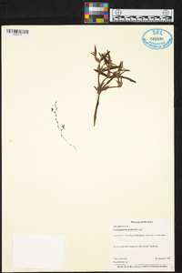 Scaphyglottis prolifera image