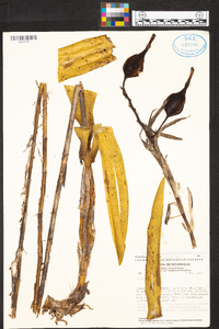 Laelia superbiens image