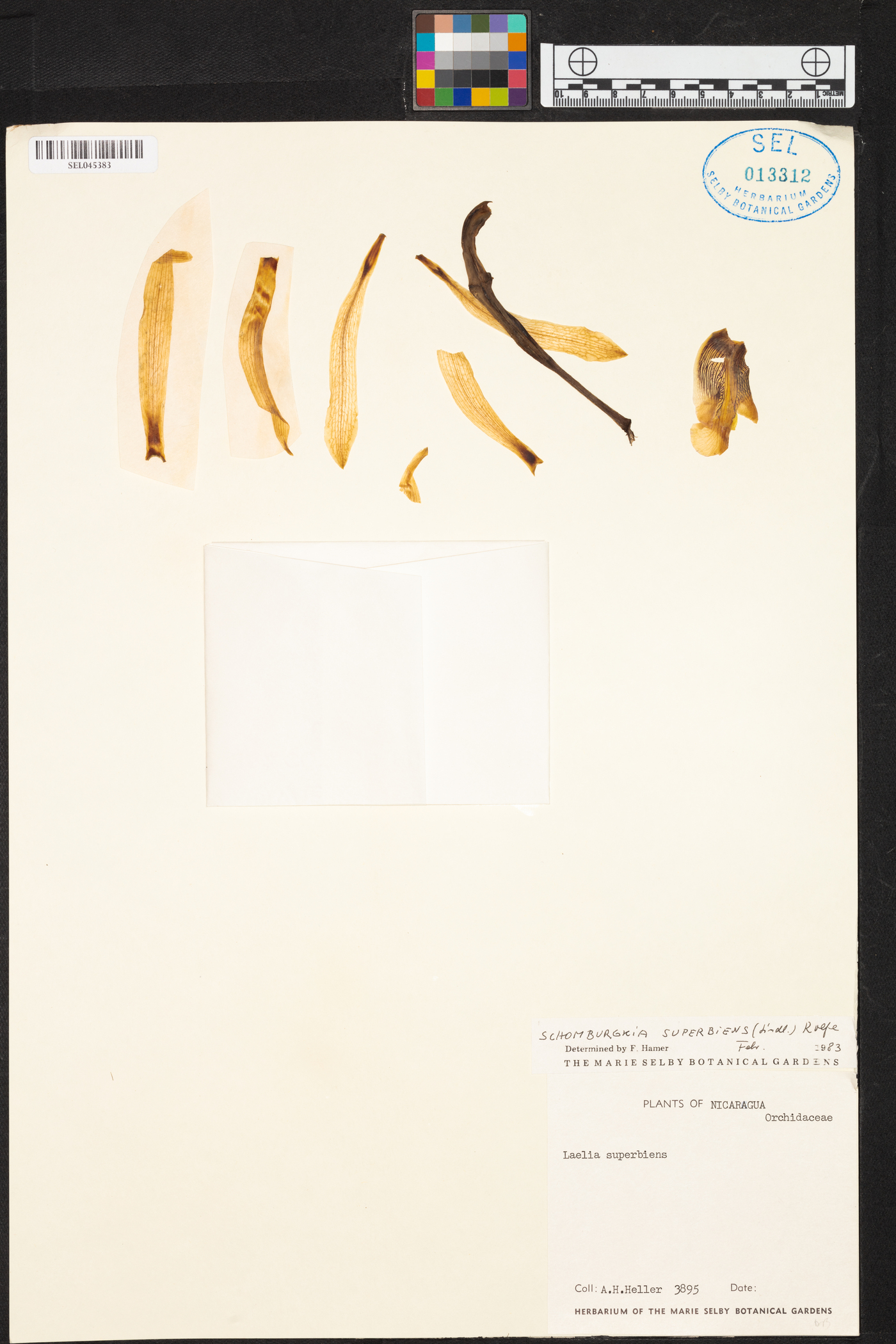 Laelia superbiens image