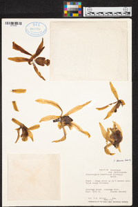 Laelia superbiens image