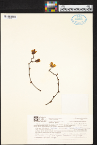 Sedirea japonica image
