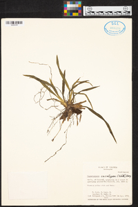 Oncidium cuculligerum image