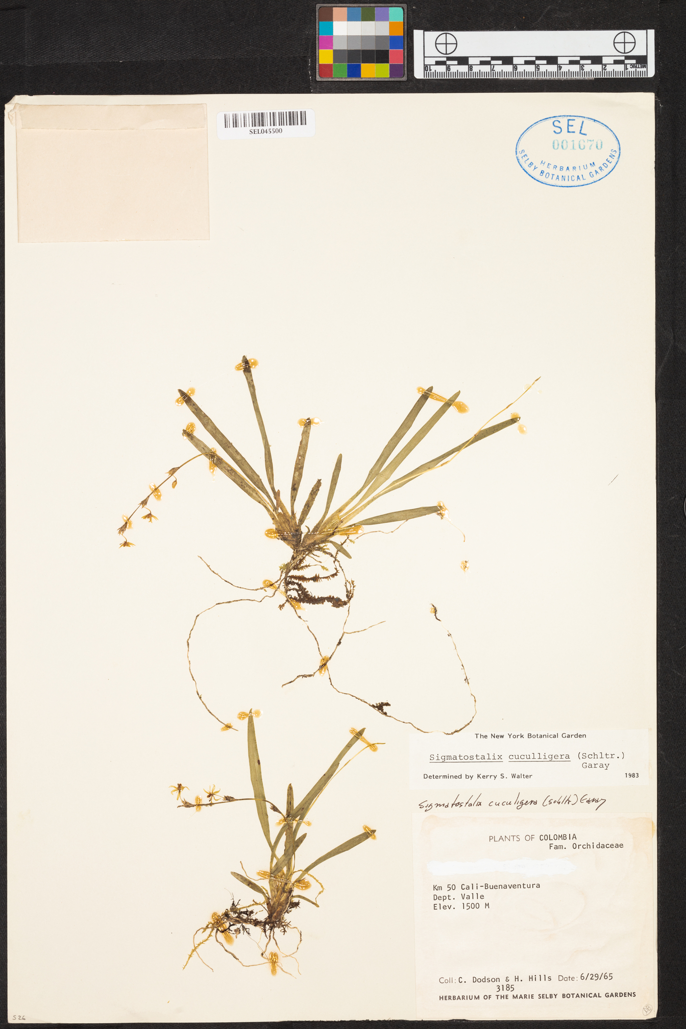 Oncidium cuculligerum image