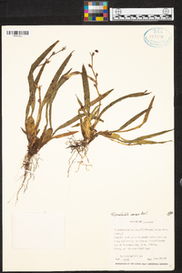 Oncidium minaxoides image
