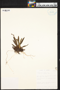 Oncidium minaxoides image