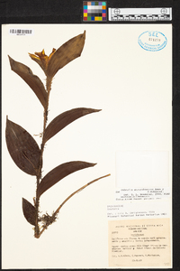 Sobralia atropubescens image