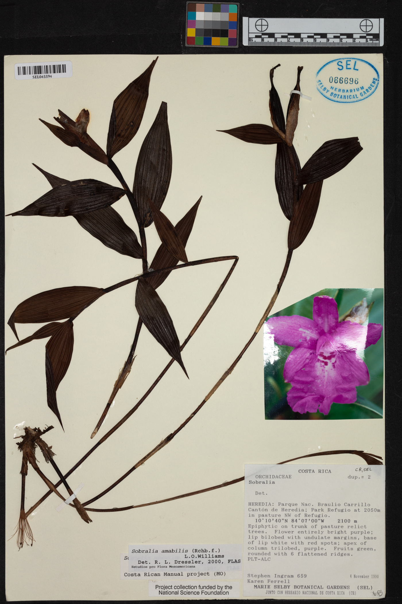 Sobralia amabilis image