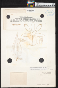 Sobralia warszewiczii image