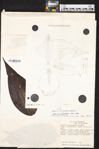 Sobralia chrysostoma image