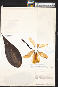 Sobralia chrysostoma image