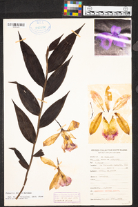 Sobralia decora image