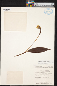 Sobralia fragrans image