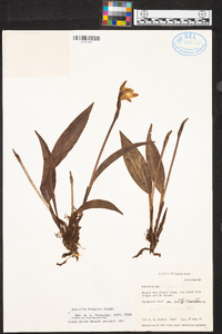 Sobralia fragrans image