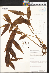 Sobralia luteola image