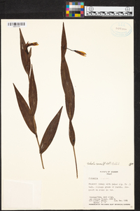 Sobralia crocea image