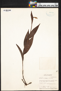 Sobralia crocea image