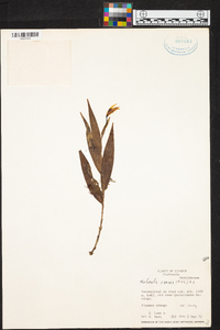 Sobralia crocea image