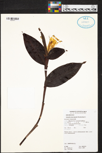 Sobralia macrophylla image