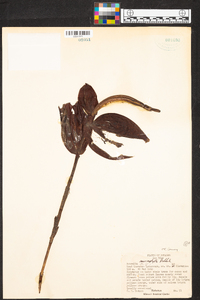 Sobralia macrophylla image