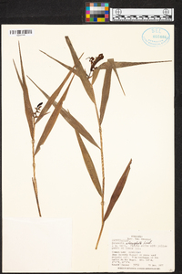Sobralia stenophylla image