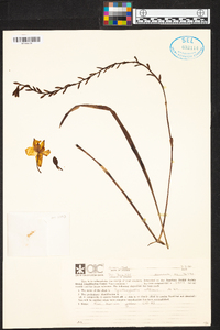 Spathoglottis affinis image