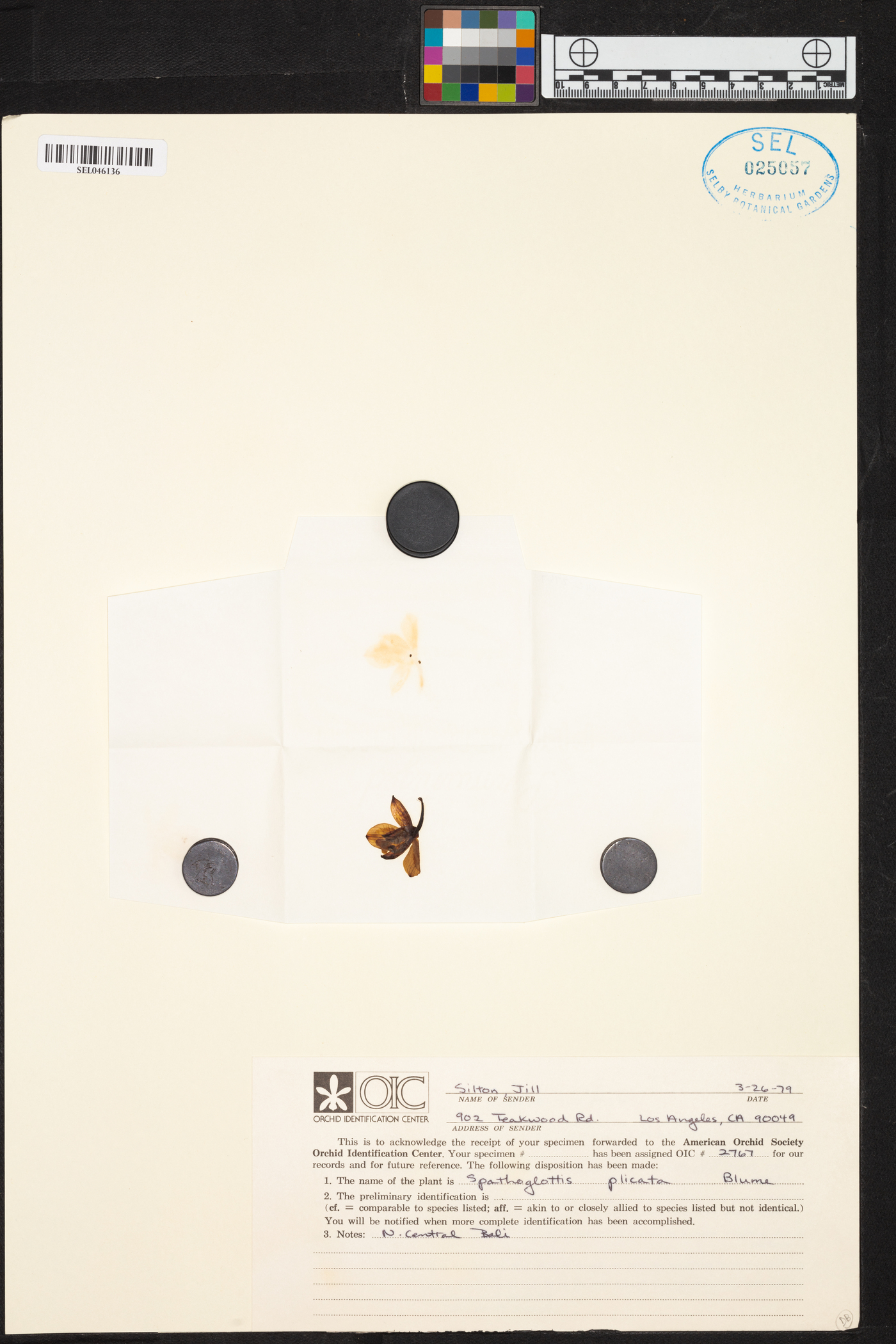 Spathoglottis plicata image