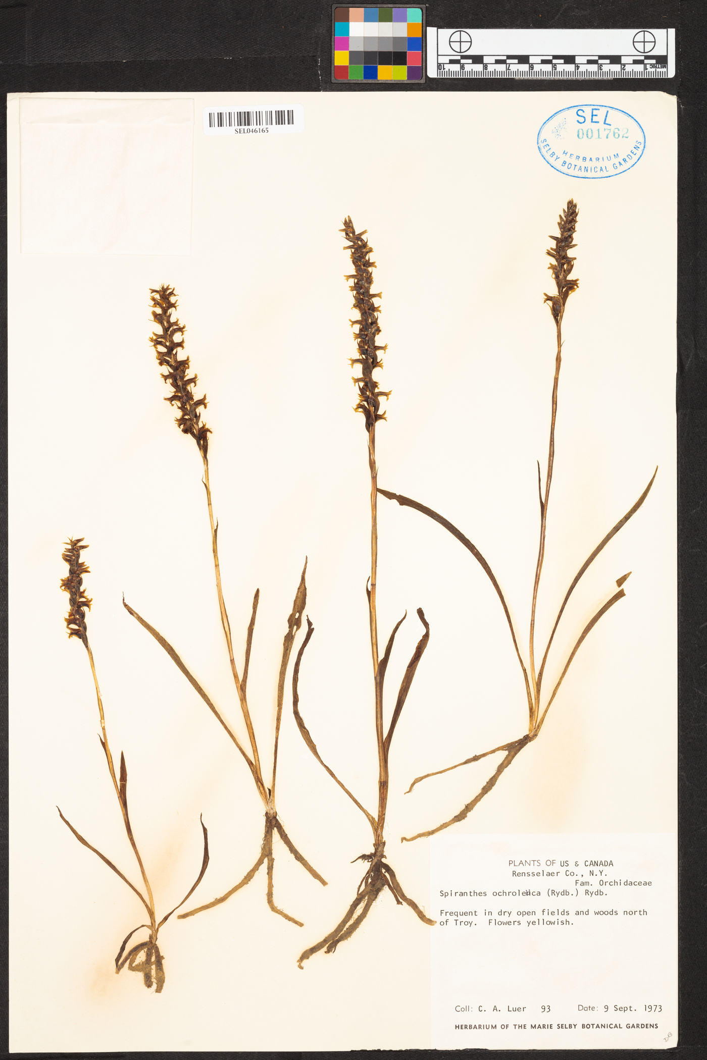 Spiranthes ochroleuca image