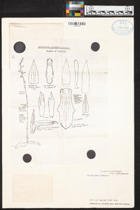 Greenwoodiella micrantha image