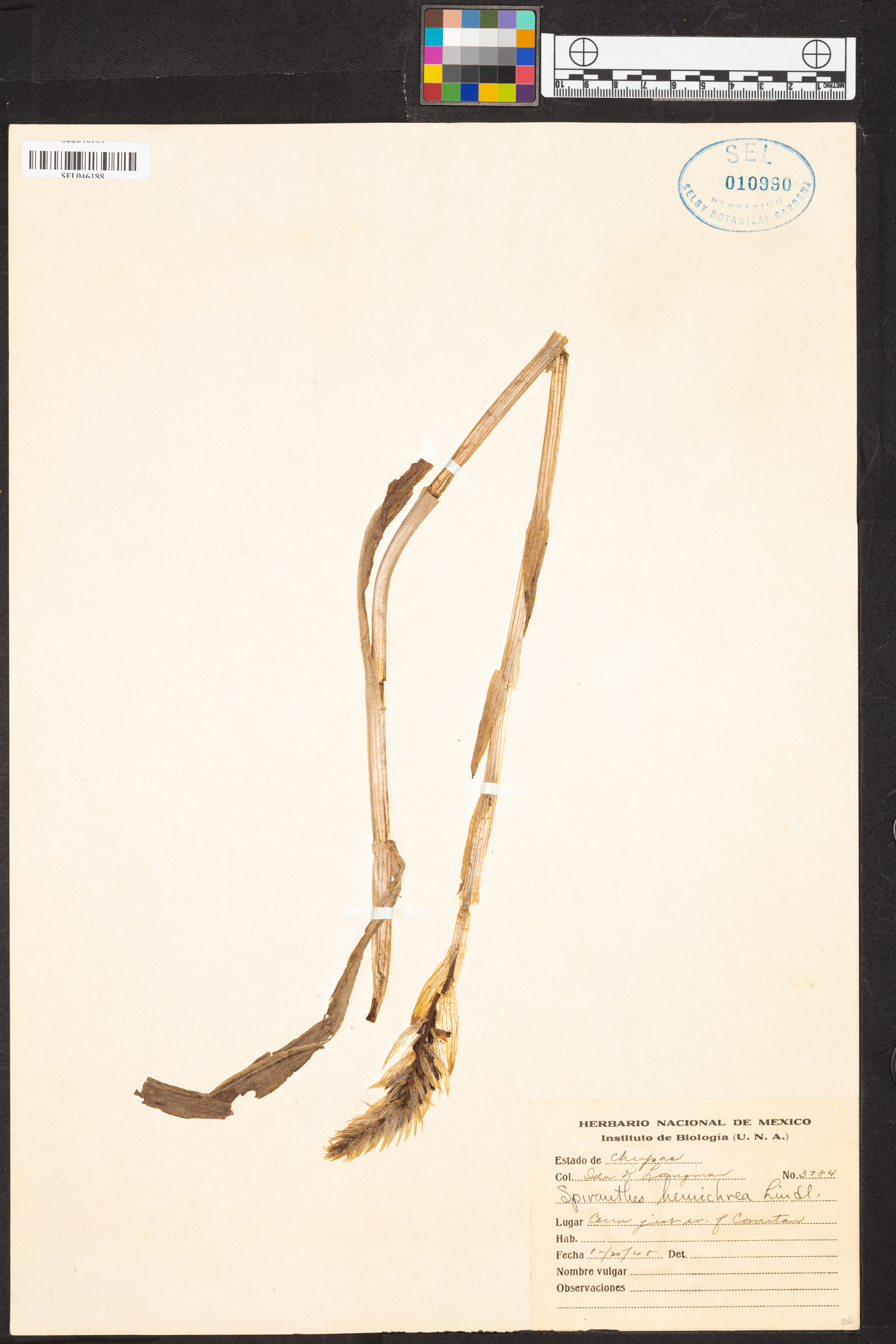 Aulosepalum hemichrea image