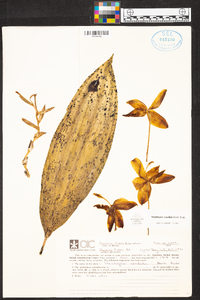 Stanhopea candida image