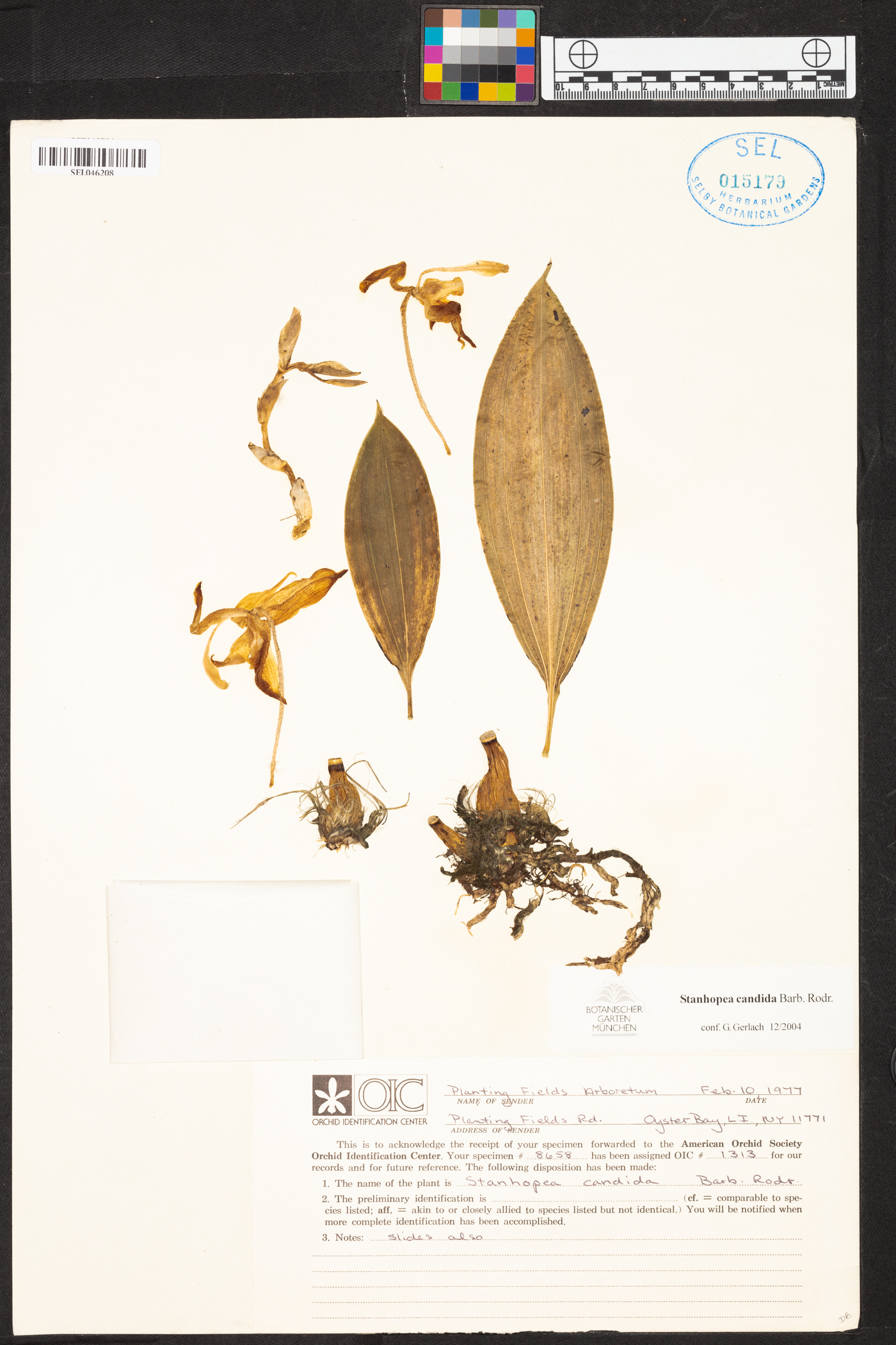 Stanhopea candida image