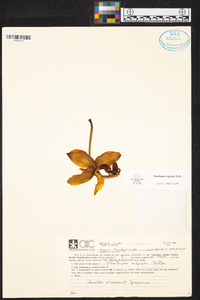 Stanhopea nigripes image