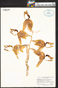 Stanhopea dodsoniana image