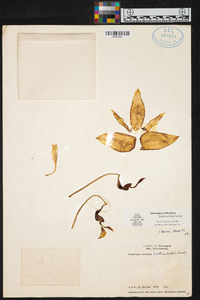 Stanhopea dodsoniana image