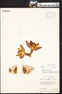 Image of Stanhopea ecornuta
