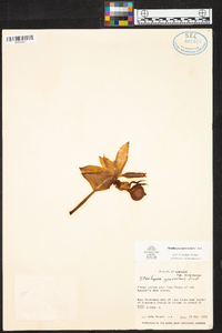 Stanhopea graveolens image