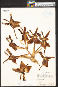 Stanhopea graveolens image