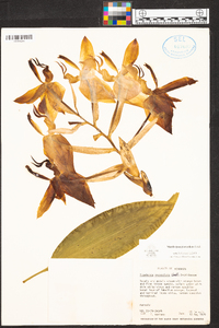 Stanhopea graveolens image