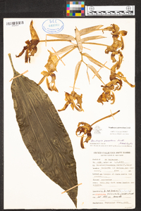 Stanhopea graveolens image