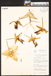 Stanhopea graveolens image
