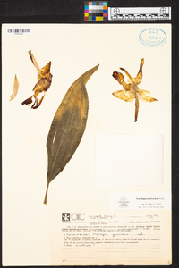 Stanhopea graveolens image