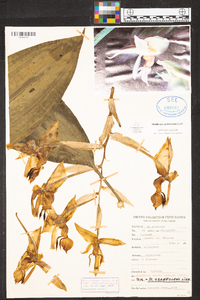 Stanhopea graveolens image