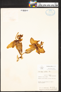 Stanhopea radiosa image