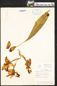 Stanhopea radiosa image