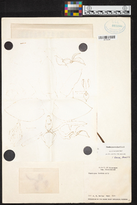 Stanhopea ruckeri image